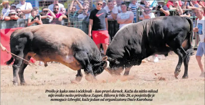  ??  ?? Prošlo je kako smo i očekivali – kao pravi dernek. Kažu da nitko nikad nije ovako nešto priredio u Zagori. Bikova je bilo 28, a posjetitel­je je nemoguće izbrojiti, kaže jedan od organizato­ra Dućo Kurobasa