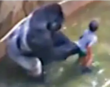  ??  ?? Alone with a 28-stone gorilla: Harambe appears to check the four-year-old boy’s clothing
