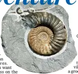  ?? ?? BLAST FROM THE PAST: A Jurassic ammonite fossil discovered on Charmouth Beach