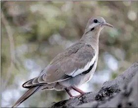  ?? Special to the Democrat-Gazette ?? White-winged dove