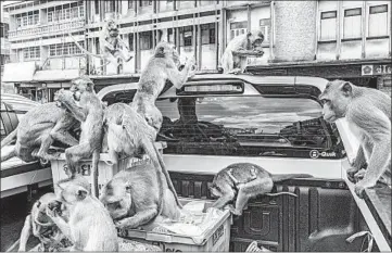  ?? ADAM DEAN/THE NEW YORK TIMES ?? Macaques raid fruit crates in June in Lopburi, Thailand. With fewer tourists around, the monkeys seek new sources of food.
