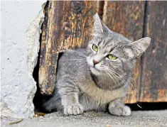  ??  ?? Curiosity can be dangerous for cats. Once under the farm door, is it safe on the outside?