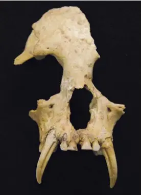  ?? SAMUEL TURVEY/ZSL ?? El cráneo y la dentadura hallados en la tumba habrían correspond­ido a un gibón, especie de primates que no tenían cola.