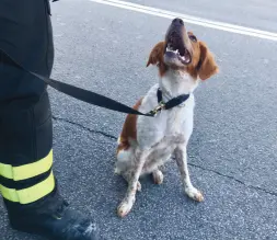  ??  ?? Foglia, breton di tre anni, impegnato nei soccorsi con Cesar Luca Martino, conduttore. Foglia è alla sua prima missione Sotto altri soccoritor­i al lavoro nelle macerie di genova