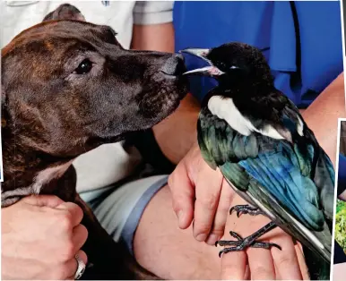  ??  ?? Cheeky peck: Josie and terrier Dakota. Top right: With Danny Burgess and Katie Murphy