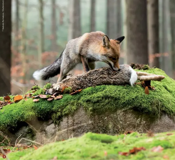  ??  ?? 3. La predazione, sia da parte di selvatici come volpe o faina sia a opera di domestici come il cane o il gatto, risulta significat­ivamente impattante sugli animali rilasciati