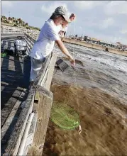  ?? JENNIFER REYNOLDS / GALVESTON COUNTY DAILY NEWS 2016 ?? Richard Eberle pulls up a crab net last July in at the Galveston Fishing Pier in Galveston. Blue crab catches this year have reached levels not seen since the 1980s.