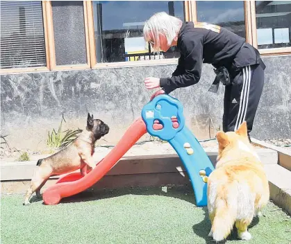  ?? Photo / Judith Lacy ?? PawPals Playcare designer Hannah McDowall encourages french bulldog Stella to try the slide. Susan the corgi keeps an eye on the treats.