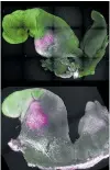  ?? ?? Pictured is a natural, top, and synthetic mouse embryos with colours added to show comparable brain and heart formation.