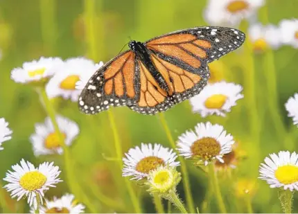  ?? K.C. ALFRED U-T FILE ?? A Western monarch butterfly typically has only a six-week lifespan and must quickly reproduce during that time.