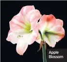  ??  ?? Apple Blossom