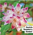  ?? ?? Deutzia ‘Raspberry
Sundae’