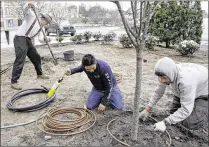  ?? ELISE AMENDOLA / ASSOCIATED PRESS ?? Stephen Faulkner (left), owner of a landscapin­g business in New Hampshire, installs an irrigation system with temporary workers Gonsalo Garcia (center) and Jalen Murchison. Faulkner expects to have to turn away work this season.