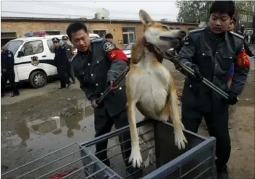  ?? FOTO: AP ?? Man skal ikke spøge med hunde, der har rabies. Sygdommen smitter fra dyr til mennesker og er skyldig i tusindvis af dødsfald hvert år.