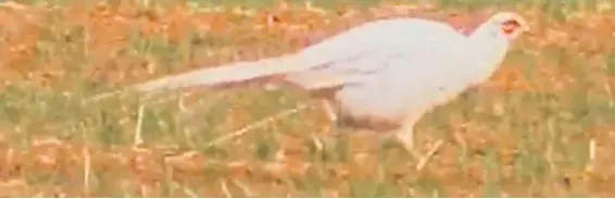  ?? Photo: BBC/SWNS.com ?? A video still of the moment that the rare albino pheasant was spotted scurring along a field
