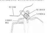  ??  ?? 图 尾门密封条与周边件的­配合形式