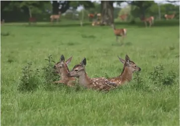  ??  ?? Houghton has 500 acres of deer park. Demand for venison (top left) is spearheadi­ng the surge in the game-meat market