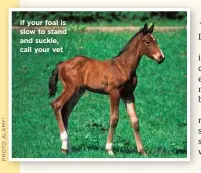  ??  ?? If your foal is slow to stand and suckle, call your vet