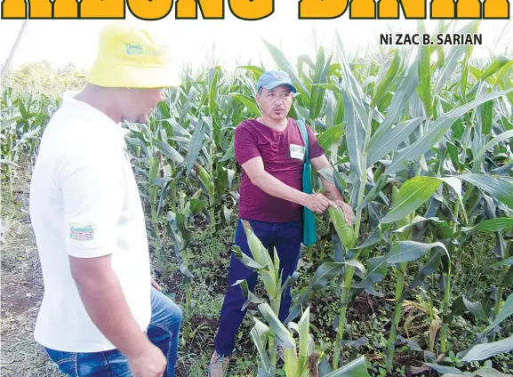  ??  ?? Si Nestor Kalaw nga mibisita sa field day nga nadasig nga mananom og Sweet Fortune tungod sa maayong kita sa umahan ni Carmelo Prado sa Sariaya, Quezon. Ang anaa sa wala mao si Apol Bagon sa Ramgo.