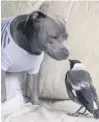  ?? PHOTO: INSTAGRAM ?? Peggy the staffie and Molly the magpie.