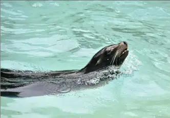  ?? Lucy Schaly/Post-Gazette ?? Sea lions are among the most active animals at the zoo.