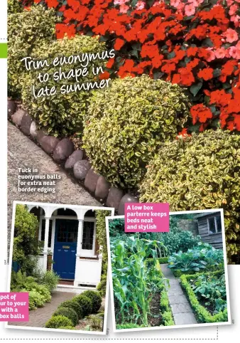  ??  ?? Tuck in euonymus balls for extra neat border edging Add a spot of grandeur to your garden with a line of box balls A low box parterre keeps beds neat and stylish Trimeuonym­us to shape in r late summe