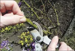  ??  ?? Rosenschni­tt: Ein kräftiger fachgerech­ter Schnitt ist für die Rosen sehr wichtig.