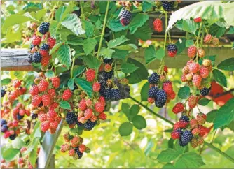  ?? SHUTTERSTO­CK ?? MORUS NIGRA. Son las moras se encuentran en las góndolas de la vereda.