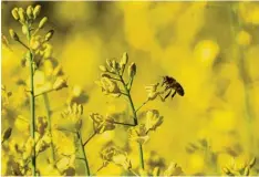  ?? Foto: Federico Gambarini, dpa ?? Die Zahl der Bienen – vor allem der Wildbienen – nimmt ab. Das hängt auch damit zusammen, dass sie immer weniger Futter finden.
