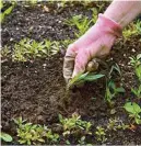  ??  ?? Weed out invasive weeds by hand before they set seed