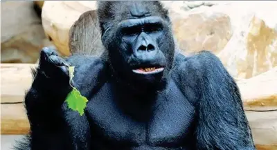  ??  ?? Massa, il gorilla di 48 anni morto nel rogo dello zoo di Krefeld, a 15 chilometri da Duesseldor­f Germania Era il più vecchio esemplare nel piano europeo anti-estinzione