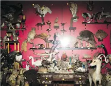  ?? ODED BALILTY/ THE ASSOCIATED PRESS ?? A collection of taxidermy specimens stored undergroun­d at Tel Aviv University will soon be on display.