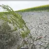  ?? DAVE BAXTER FILES ?? Grain and oilseed exports are forecast to fall in the wake of droughts that have damaged canola fields like this one.