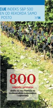  ?? PD ?? Vinograd obiteljske vinarije Kopitović iz čijeg grožđa godišnje proizvedu 10.000 boca