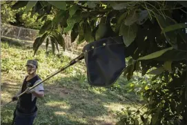  ?? ARMANDO SOLIS — THE ASSOCIATED PRESS ?? A farmhand harvests avocados at an orchard in Santa Ana Zirosto, Michoacan sate, Mexico, on Jan. 26.