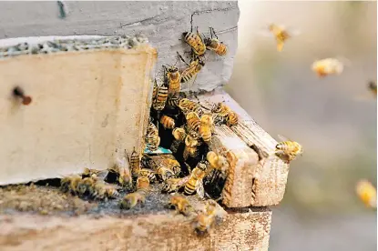  ??  ?? Aseguran que el problema del despoblami­ento de abejas ocurrió también hace dos años.