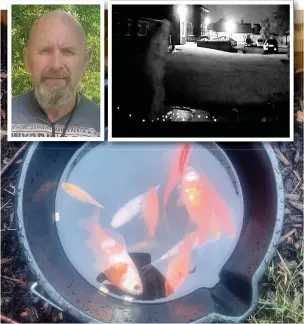  ??  ?? ● Some of the dead fish after the senseless attack on a pond belonging to William Pritchard (inset left). Inset right: CCTV image of a man apparently pouring something into the pond