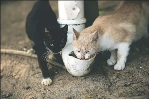  ??  ?? Cats eat from a food dispenser filled by volunteers from Animal Heart Protectors on Furtada Island, popularly known as “Island of the Cats,” in Mangaratib­a, Brazil, on Tuesday. Volunteers are working to ensure the stray and feral cats living off the coast of Brazil have enough food.
(AP/Silvia Izquierdo)