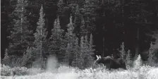  ?? Matthew Jonas, Daily Camera ?? This moose in the Brainard Lake Recreation Area near Ward was photograph­ed last week.