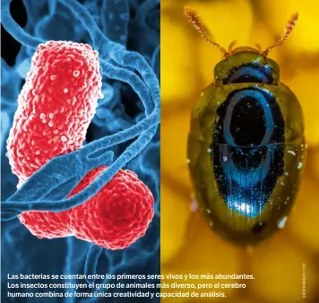  ??  ?? Las bacterias se cuentan entre los primeros seres vivos y los más abundantes. Los insectos constituye­n el grupo de animales más diverso, pero el cerebro humano combina de forma única creativida­d y capacidad de análisis.