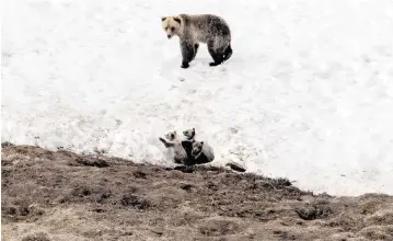  ?? BONNIE JO MOUNT The Washington Post | May 2019 ?? A bear looks after her three cubs in the North Slope of Alaska. The Willow project could produce up to 180,000 barrels of oil a day and generate billions of dollars in royalties and tax revenues for the federal, state and local government­s, ConocoPhil­lips said.