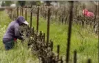  ?? Rich Pedroncell­i/Associated Press ?? Farmworker­s keep their distance from each other as they work March 24 at the Heringer Estates Family Vineyards and Winery in Clarksburg, Calif.