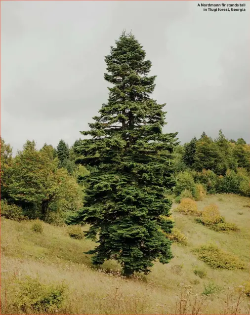  ??  ?? A Nordmann fir stands tall in Tlugi forest, Georgia