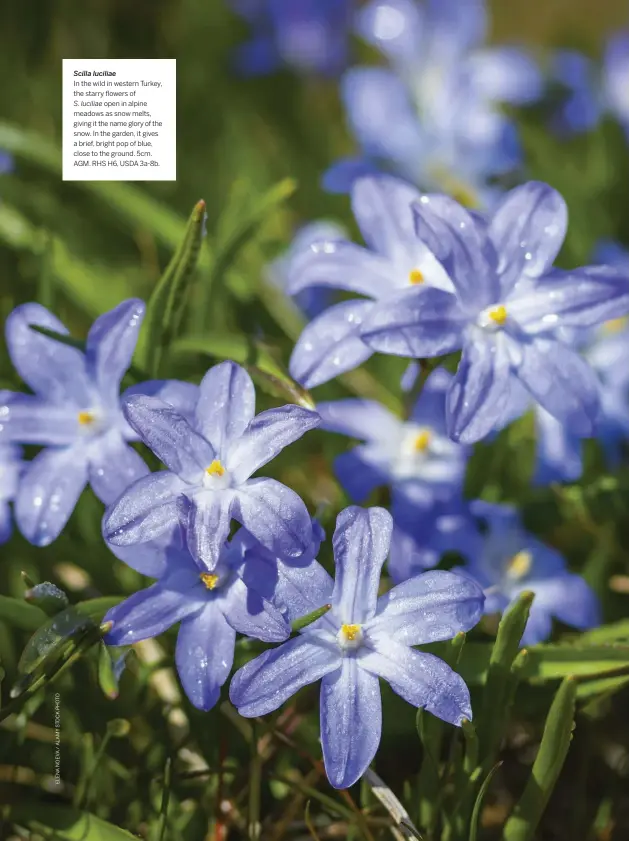  ??  ?? Scilla luciliae
In the wild in western Turkey, the starry flowers of
S. luciliae open in alpine meadows as snow melts, giving it the name glory of the snow. In the garden, it gives a brief, bright pop of blue, close to the ground. 5cm. AGM. RHS H6, USDA 3a-8b.