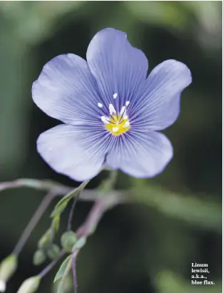  ?? Photos by Annie’s Annuals & Perennials ?? Linum lewisii, a.k.a., blue flax.