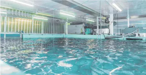  ?? FOTOS: SEAWATER CUBES ?? Die Zuchtanlag­e von Seawater Cubes in Saarbrücke­n: 250 000 Euro soll so eine Anlage, optimiert für die Aufzucht von Wolfsbarsc­h und Dorade, kosten. Die Unternehme­r wollen in den nächsten zehn Jahren bundesweit 120 solcher Cubes ausliefern.