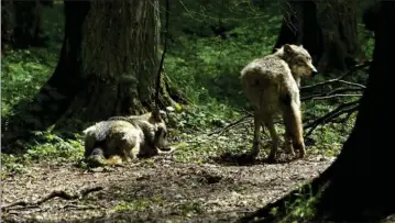  ?? ?? Ulve i Bialowieza Nationalpa­rk i Polen. Ifølge de seneste tal menes der at vaere 15 ulve i Danmark, herunder fire hvalpe. Foto: Mik Eskestad