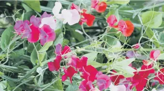  ?? ?? HEAVENLY SCENT: Sweet peas perfume the air of the summer garden.