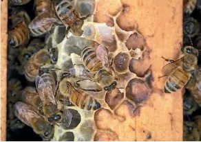  ?? PHOTO: ALDEN WILLIAMS/ FAIRFAX NZ ?? Several factors influence deciding which hive to use.