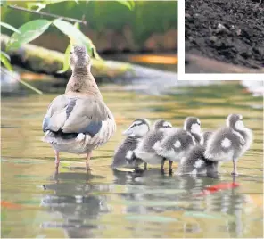  ??  ?? Quack to the future These five ducks got some tips from their mum